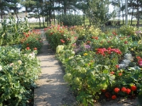 svishni-