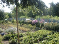 svishni-