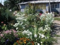 svishni-
